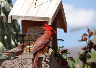 Birds-Cardinal-2x1000